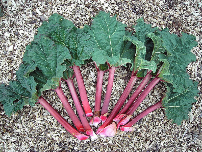 Rhubarb Seeds for Planting – Heirloom Non-GMO Garden Seeds