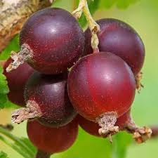 Jostaberry fruit seeds for planting – heirloom Non-GMO berry garden variety