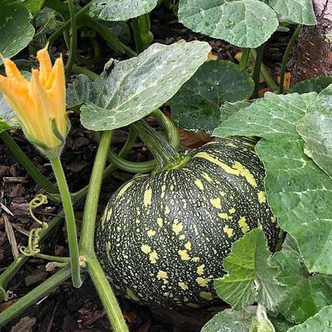 Rican Pumpkin Seeds