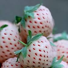 Ripe White Soul Strawberries Ready for Harvest