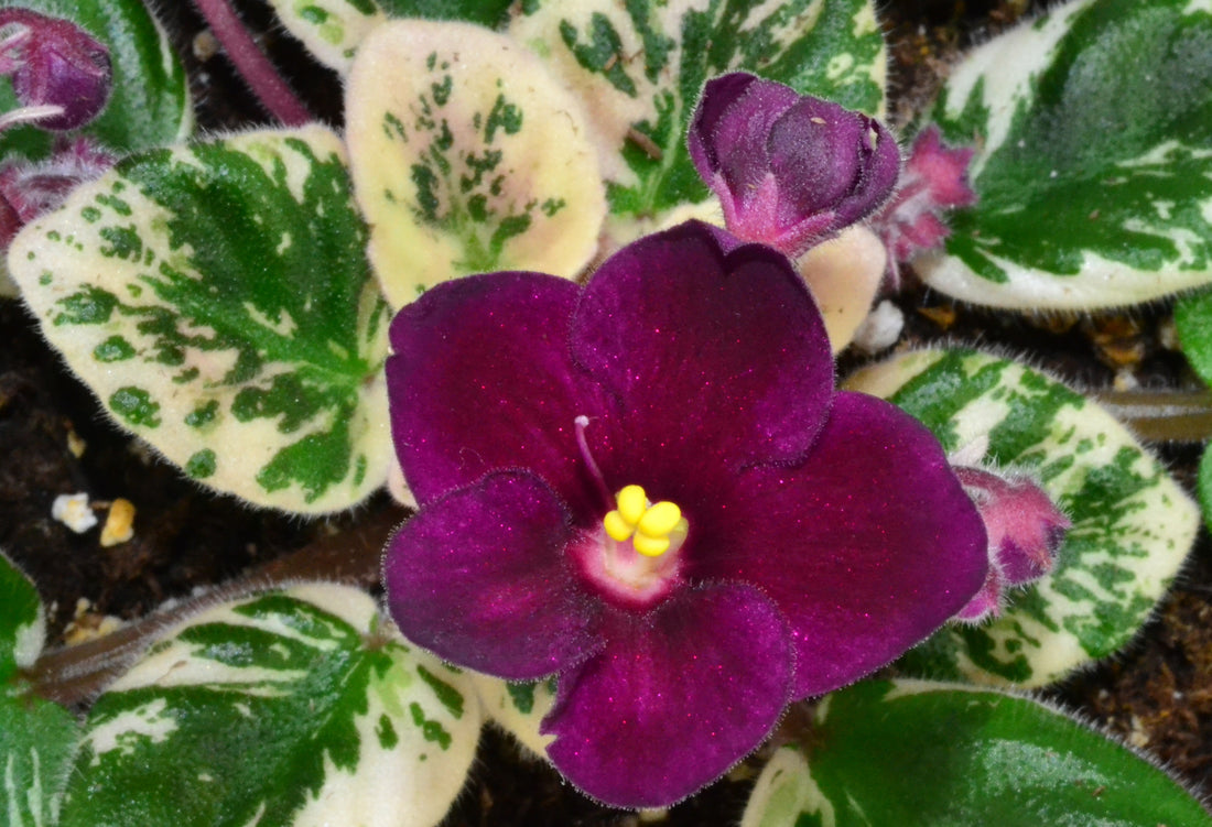 Dark Red flower seeds