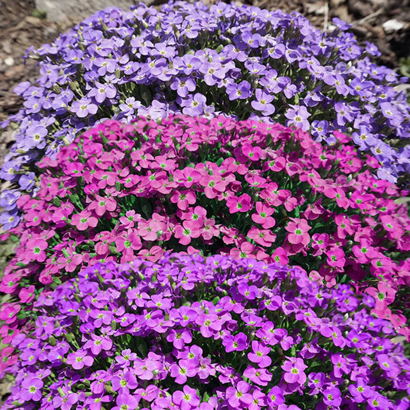 Pink White flower seeds