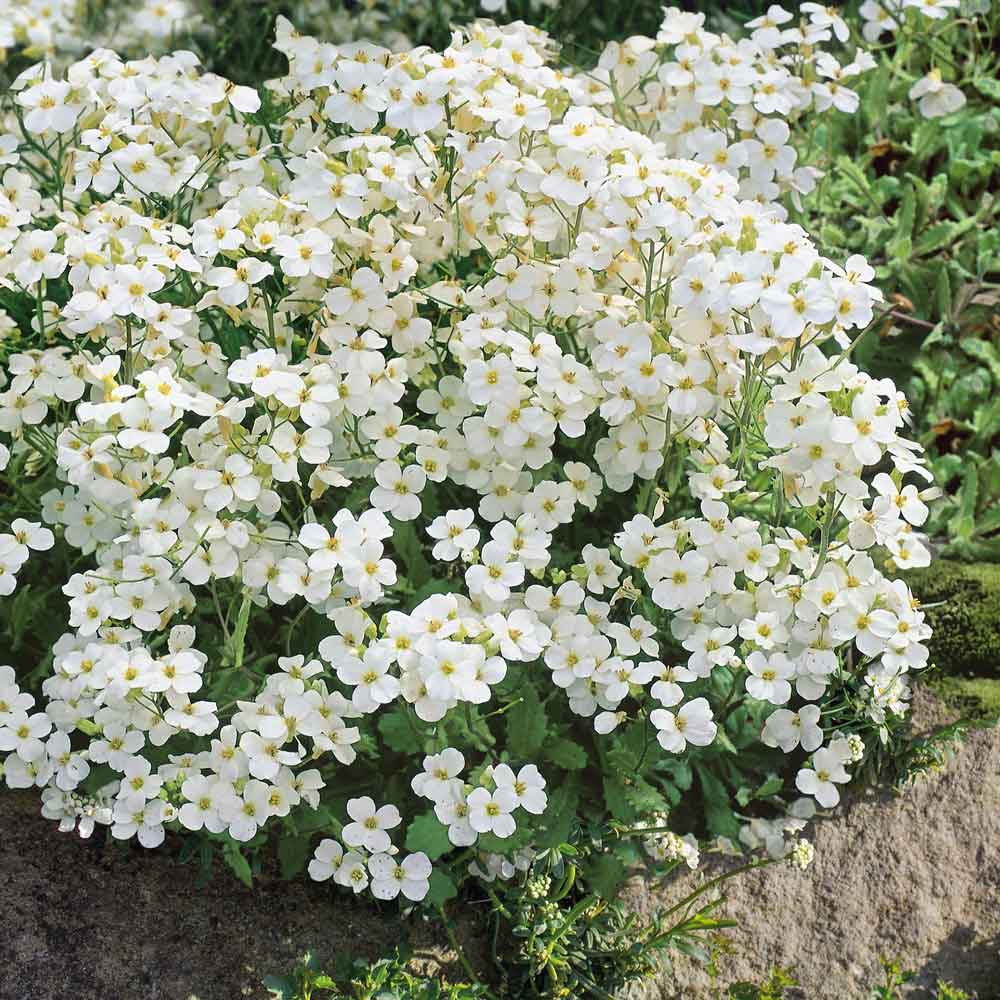 White Rock Cress plant