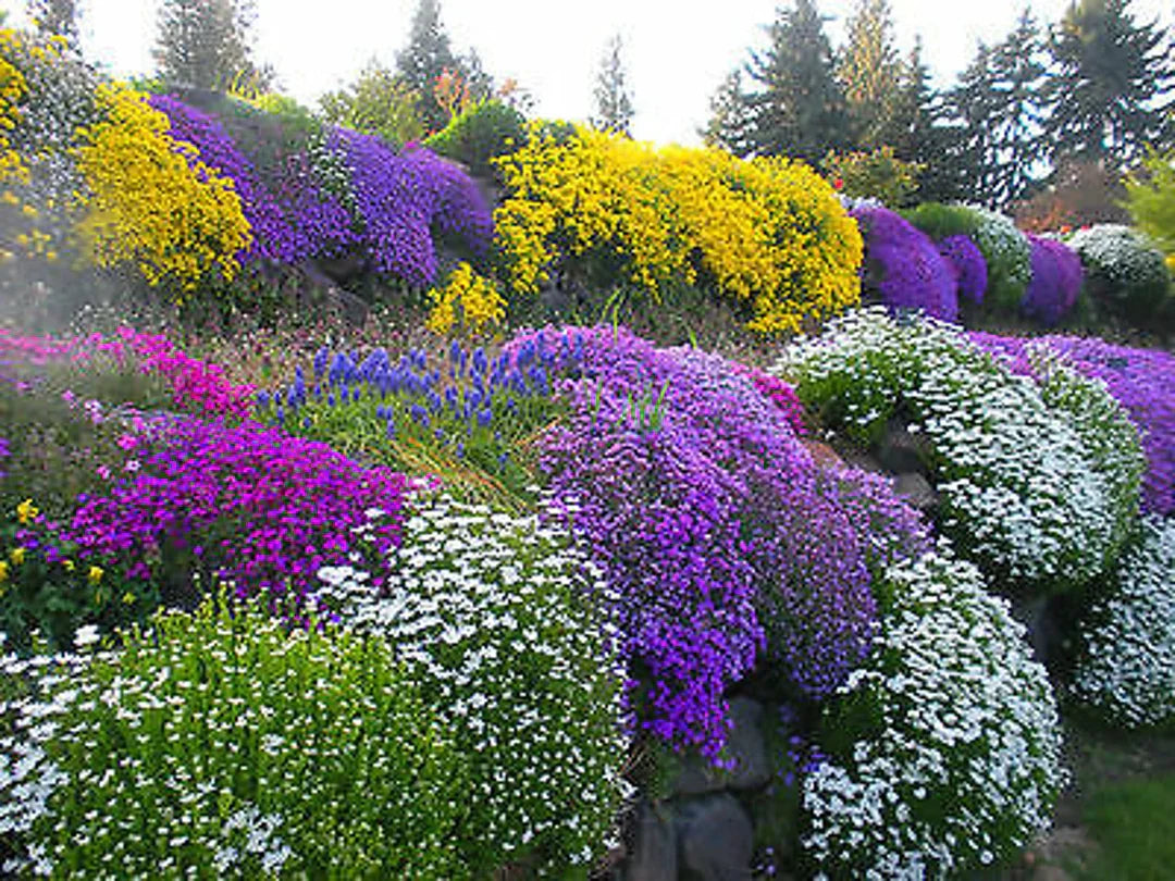 Rockery Plant flower seeds