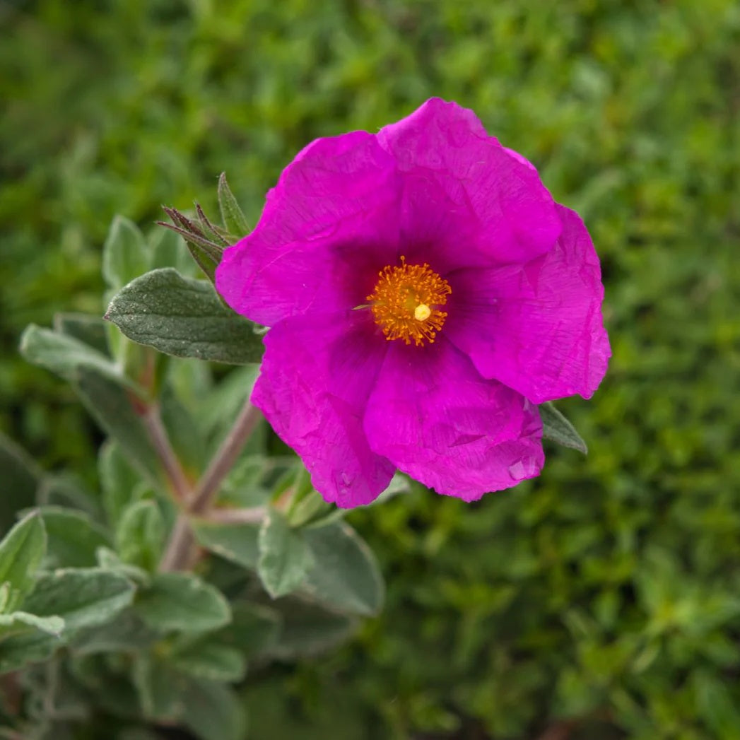 Pink Rock Rose plant