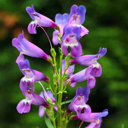 Pink Penstemon flower seeds
