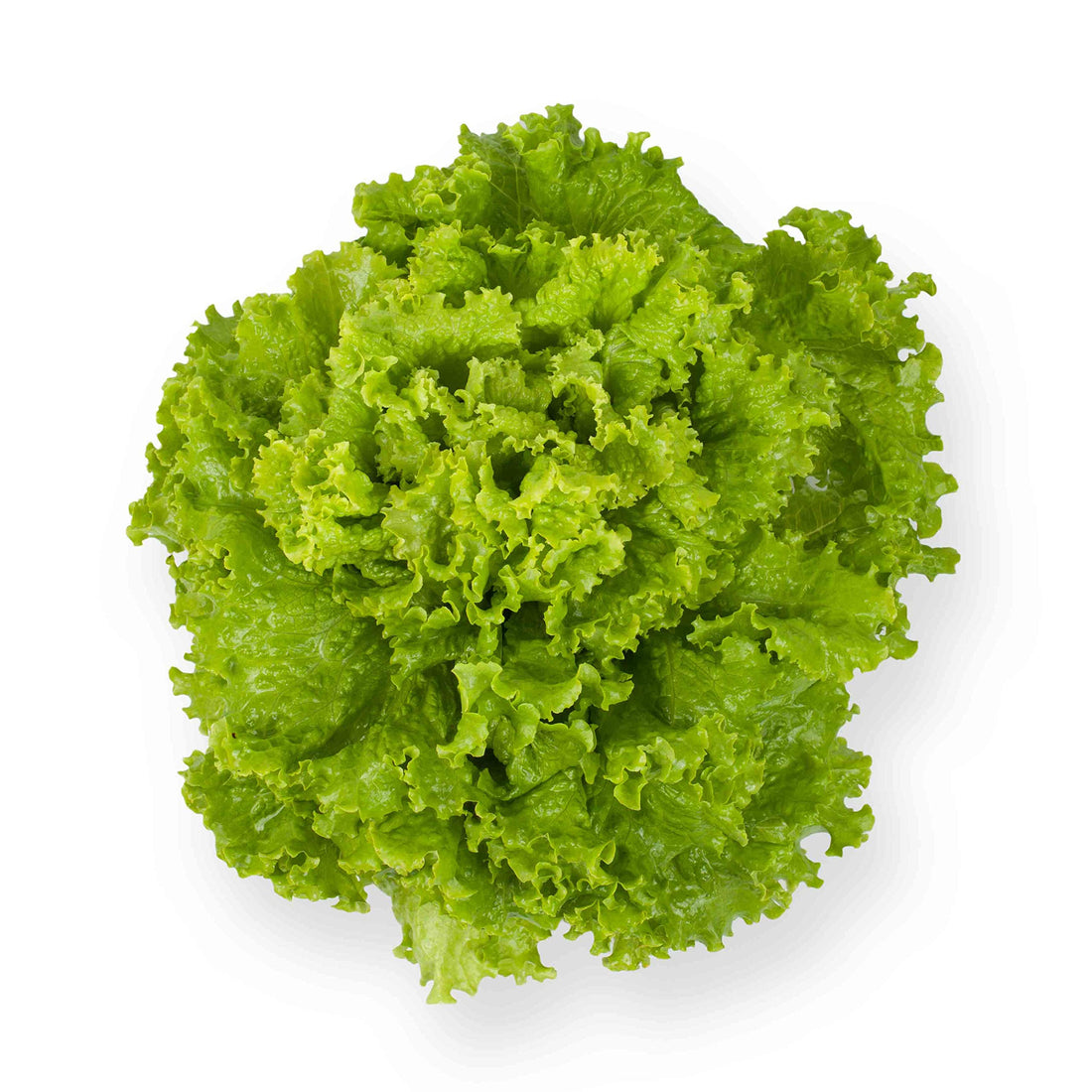 Romaine Lettuce Seeds