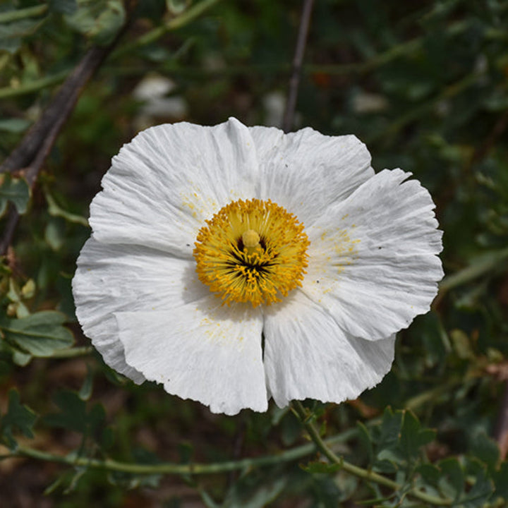 Romneya Coulteri flower seeds