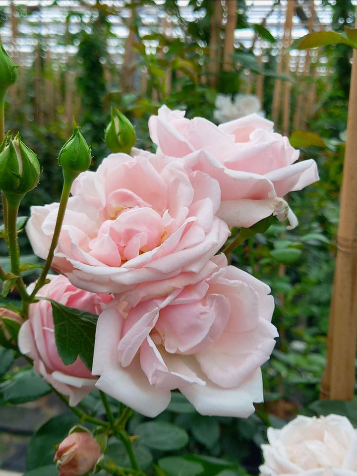 Pale Pink flower seeds