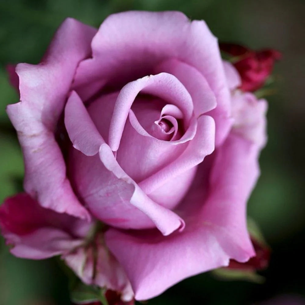 Blue Moon Rose plant