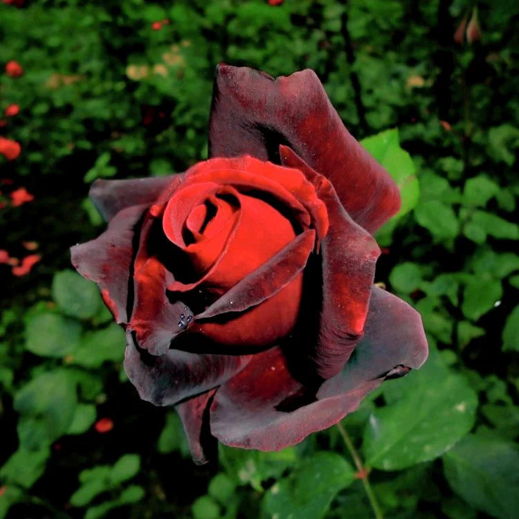 Rose Flower Seeds for Planting – Heirloom Non-GMO Garden Seeds