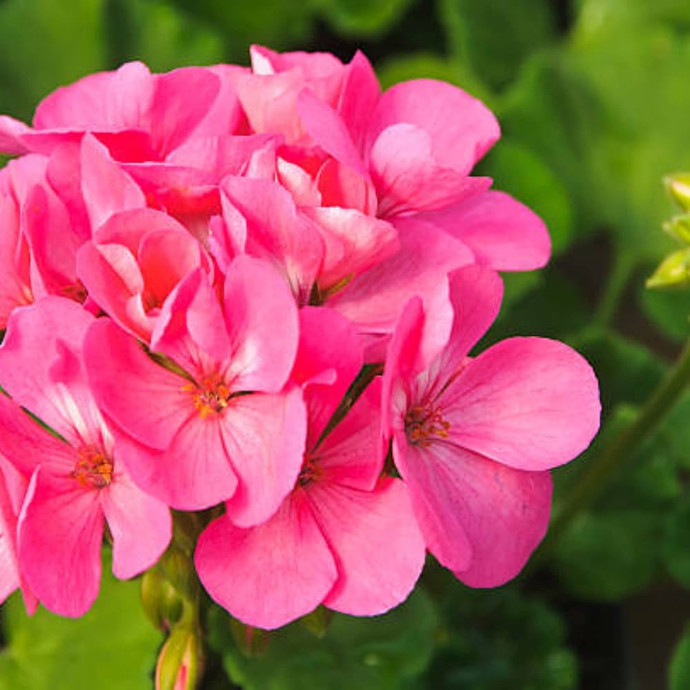 Rose Geranium flower seeds