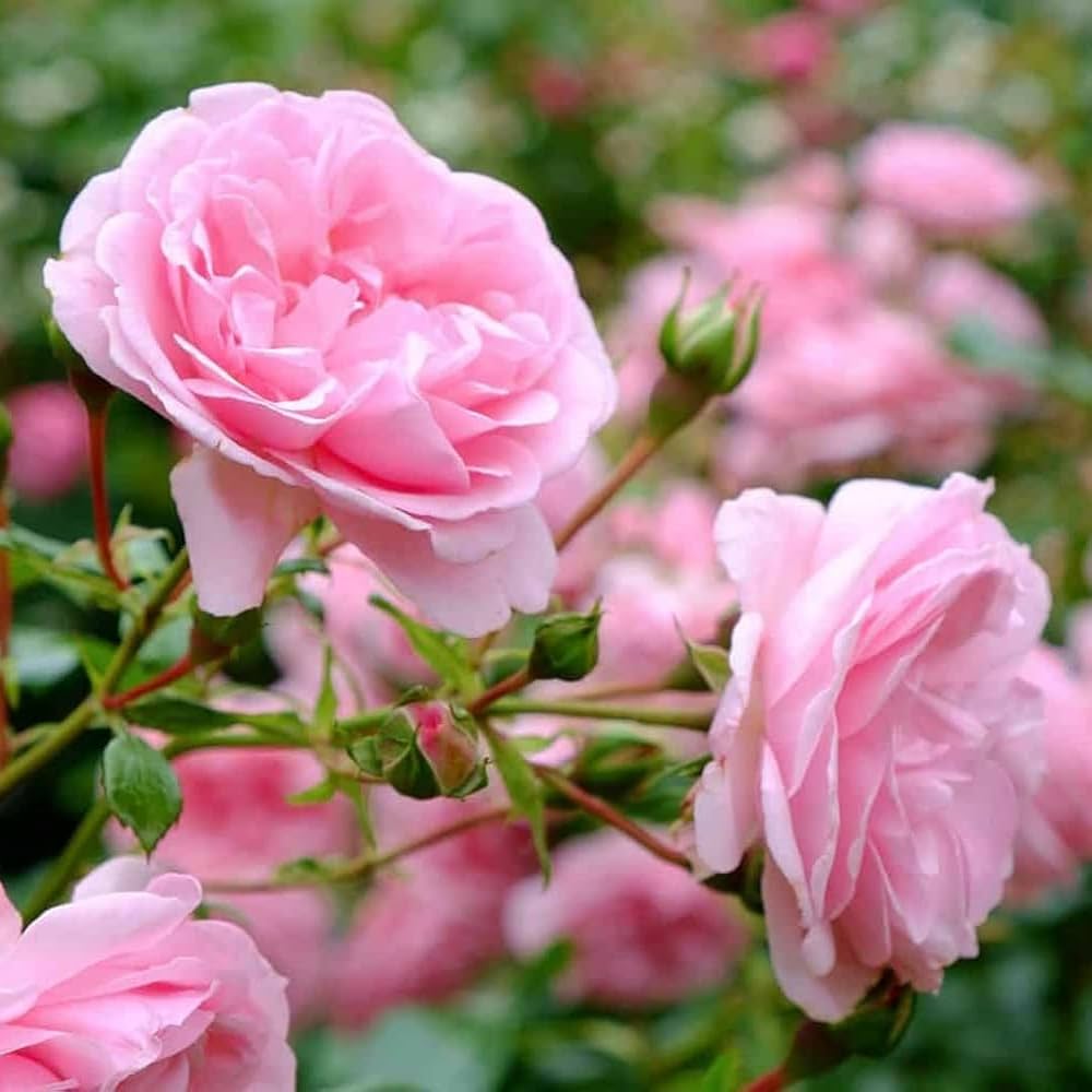 Pink Rose flower seeds