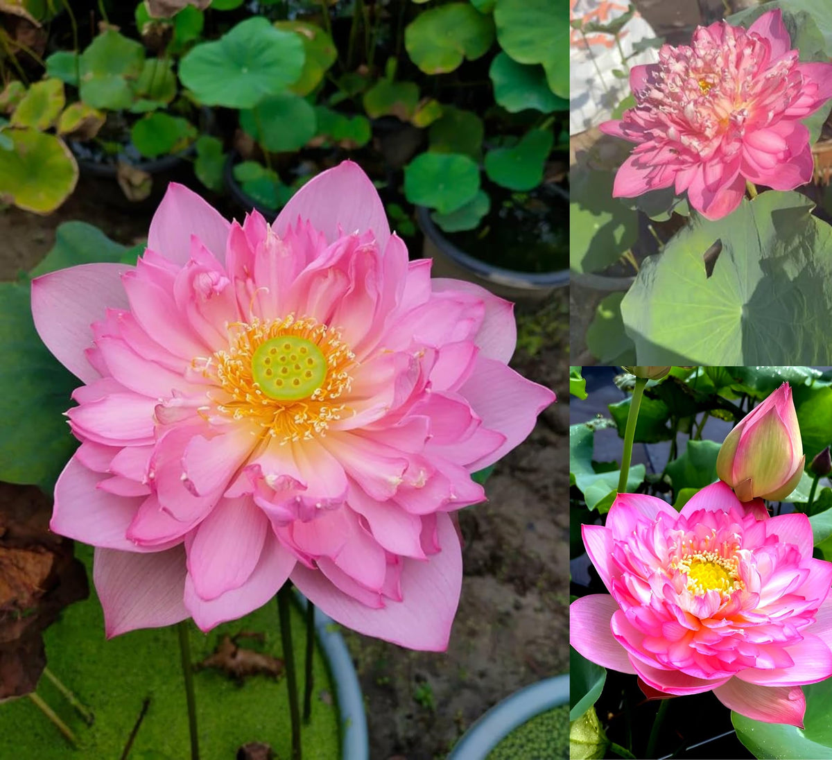 Rosea Plena lotus with pink double blooms and large green leaves growing in a water garden