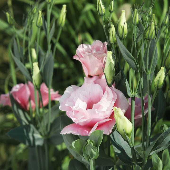 Pink And flower seeds
