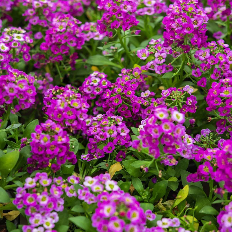 Pink Lobularia flower seeds