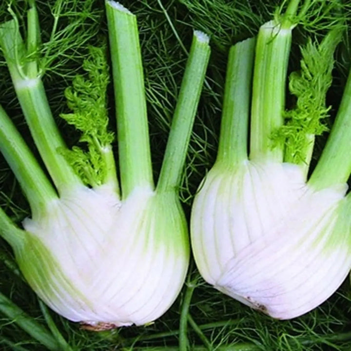 Florence Fennel Seeds