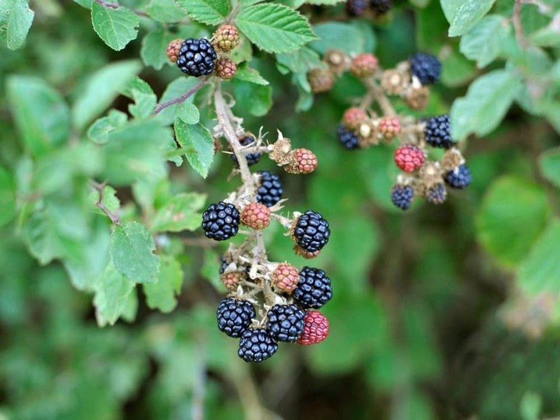 Dewberry Rubus caesius Seeds for Planting – Heirloom Non-GMO Berry Seeds