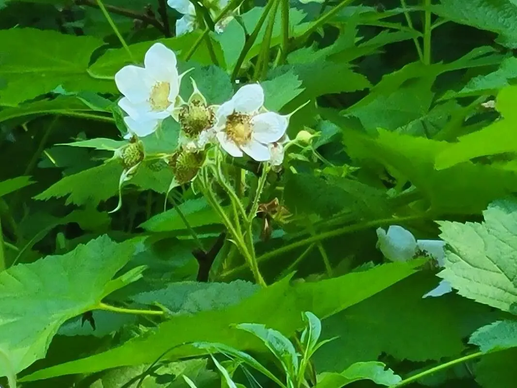 Rubus Parviflorus flower seeds