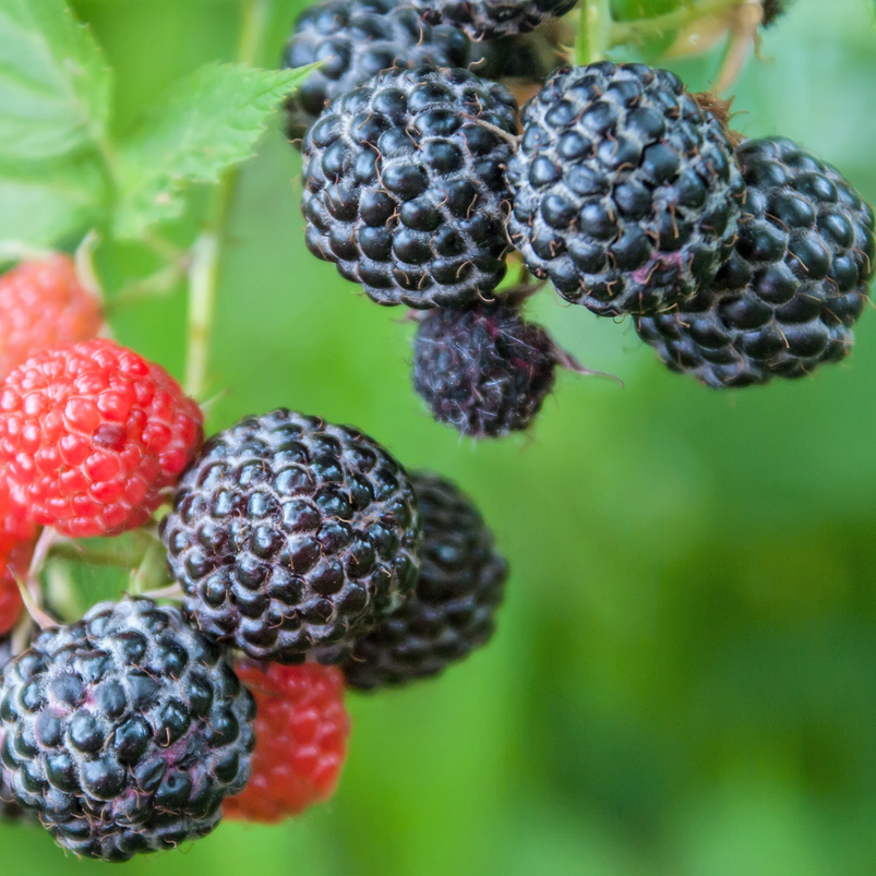 trailing blackberry seeds