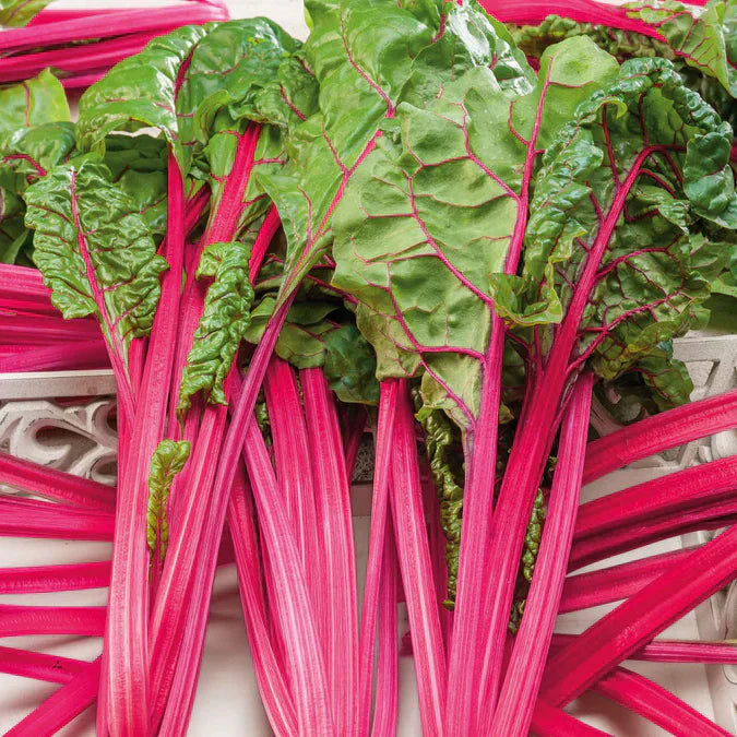 Swiss Chard Ruby Red Seeds for Planting – Heirloom Non-GMO Garden Seeds