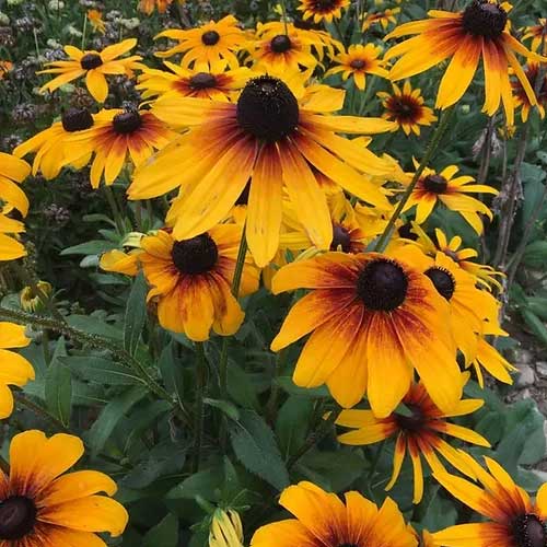 Rudbeckia flower seeds