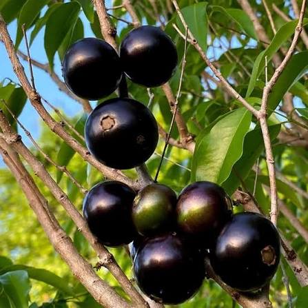 Rudraksha Tree Seeds for Planting – Exotic Garden Tree Seeds