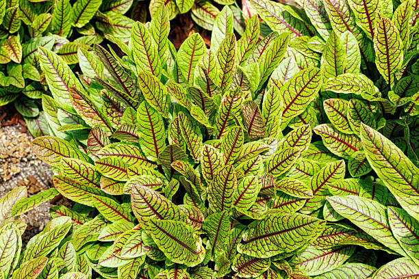 Sheep sorrel herb seeds for planting with green foliage and delicate reddish flower clusters