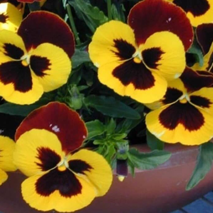 Red Yellow Pansy plant