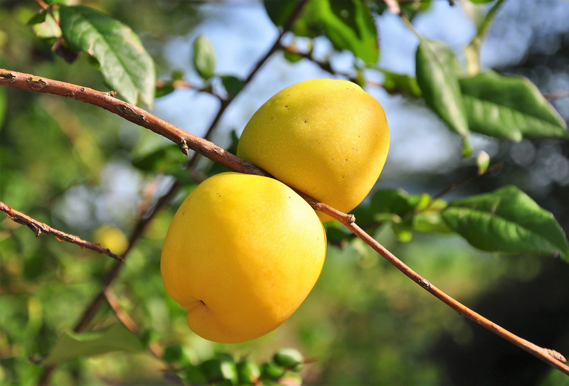 Red Flowering Dwarf Quince Fruit Seeds for Planting – Heirloom Non-GMO Garden Seeds