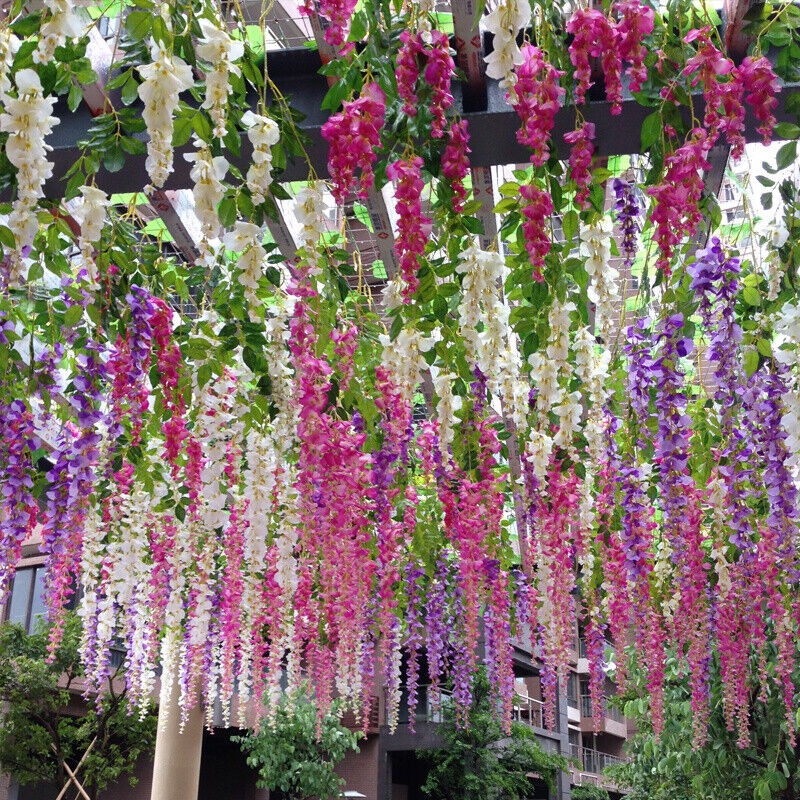 Wisteria flower seeds