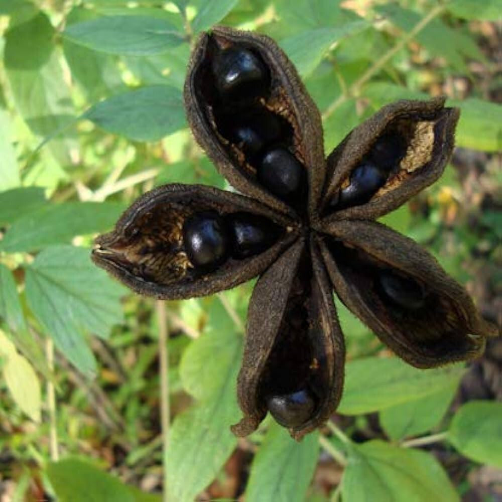 Peony flower seeds