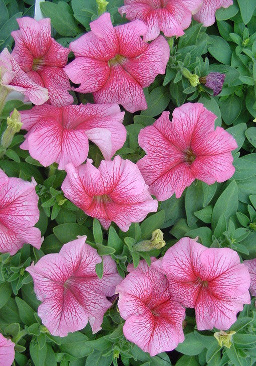 Light Pink flower seeds