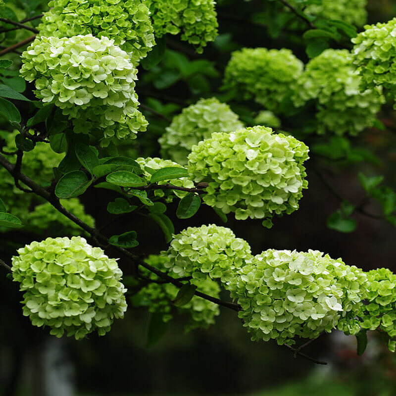 Dark Green Hydrangea plant