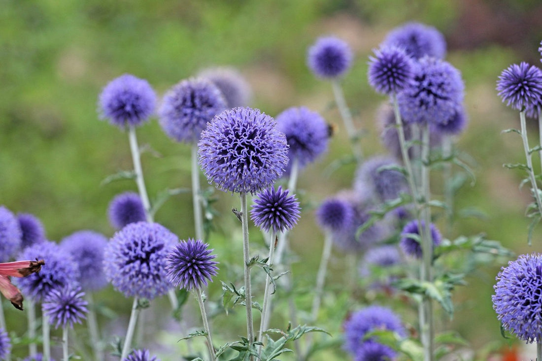 Fothergills flower seeds