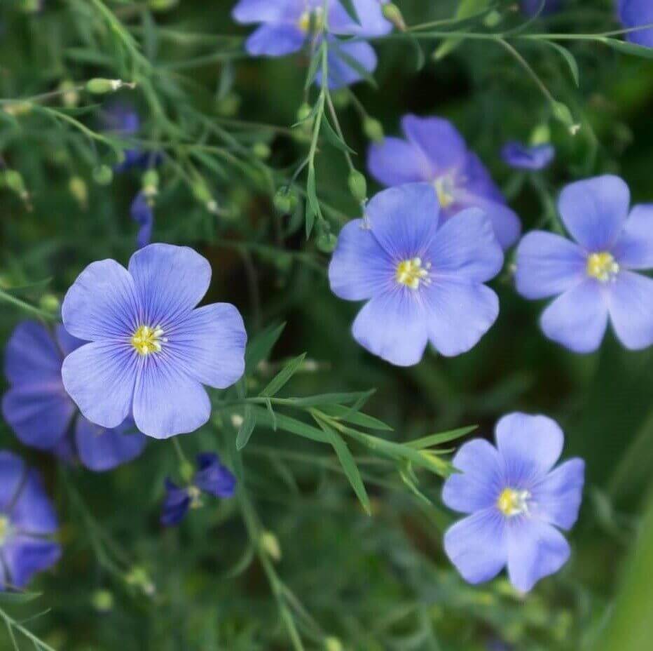 Regatta Wildflower Mix plant