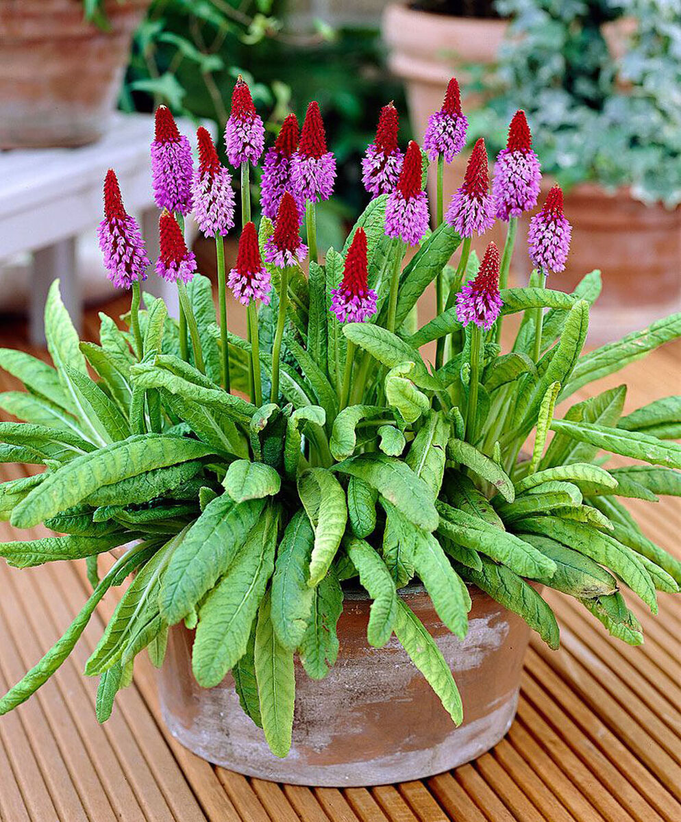 Kniphofia flower seeds