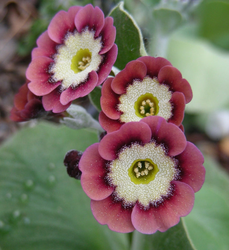 Brown Primula Auricula Flower Seeds for Planting – Heirloom Primrose Seeds