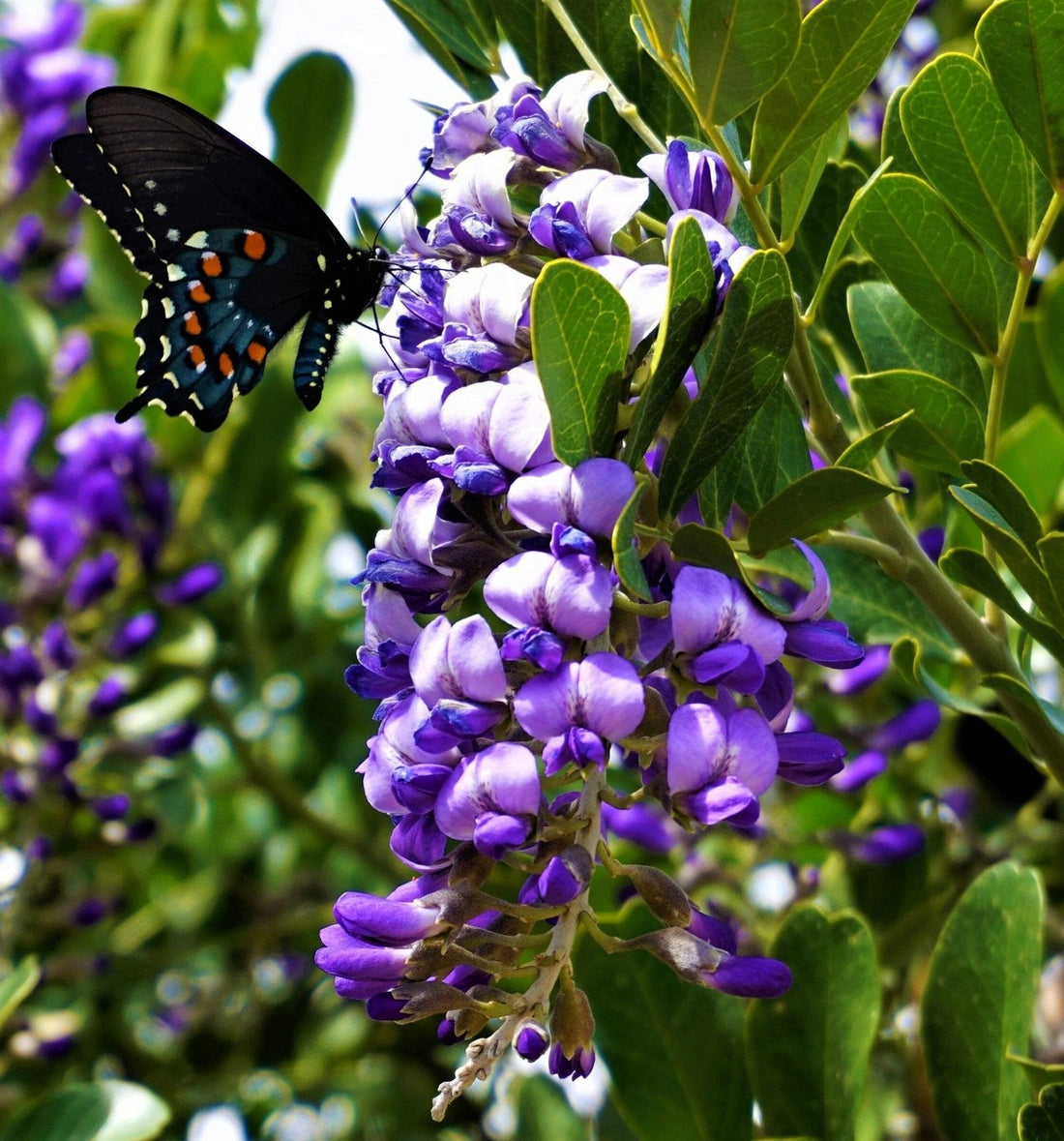 Laurel Sophora flower seeds