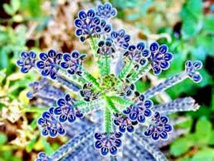 Blue Kalanchoe flower seeds
