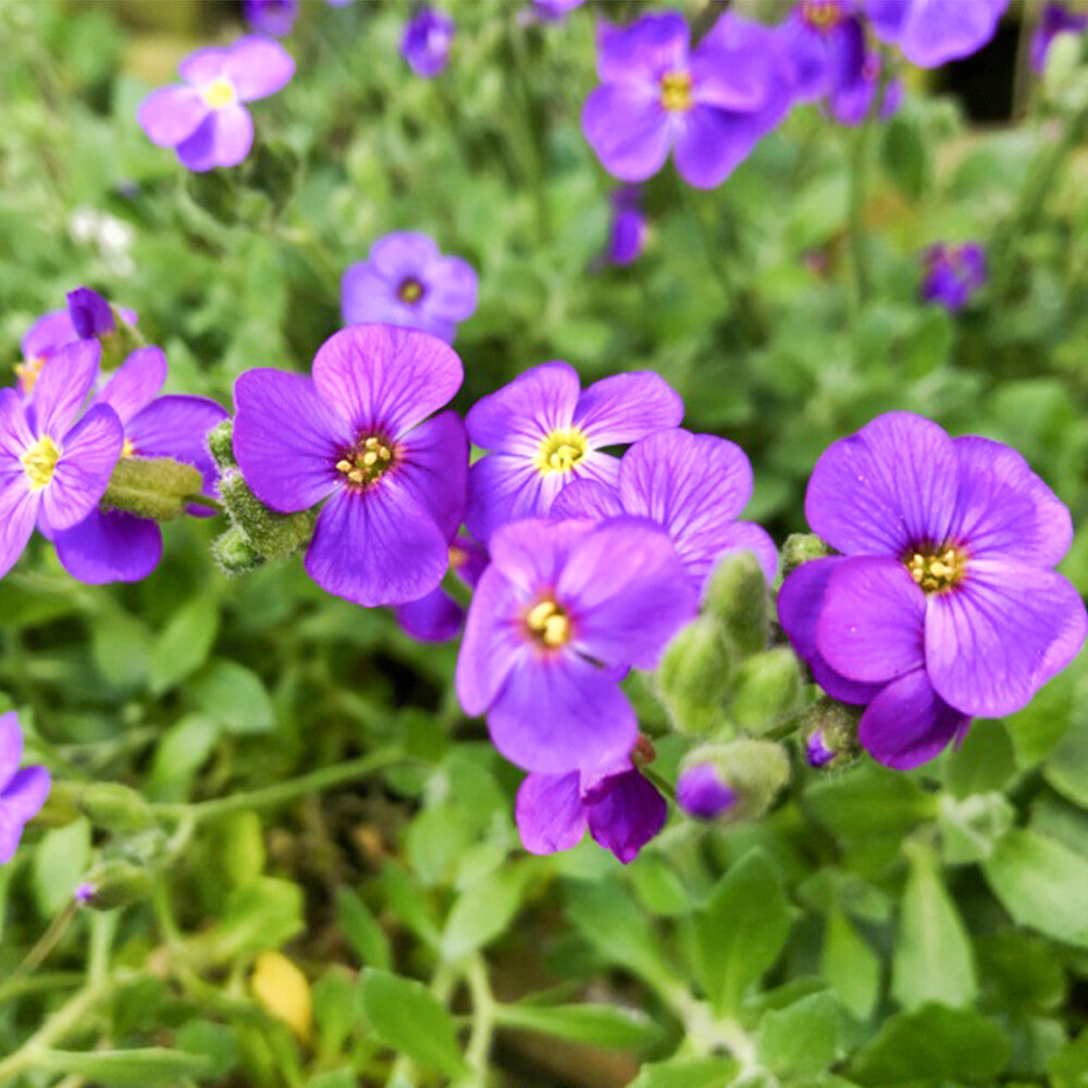 Aubrieta flower seeds