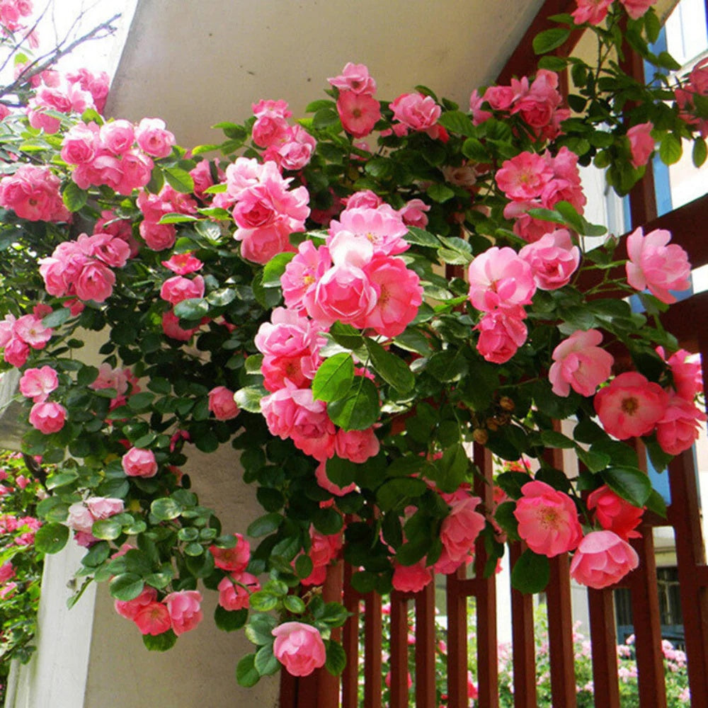 Climbing Pinkie Rose plant