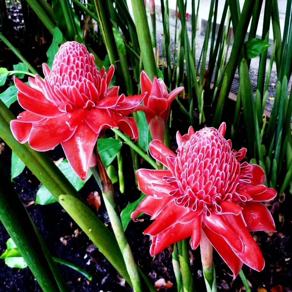Red Etlingera flower seeds