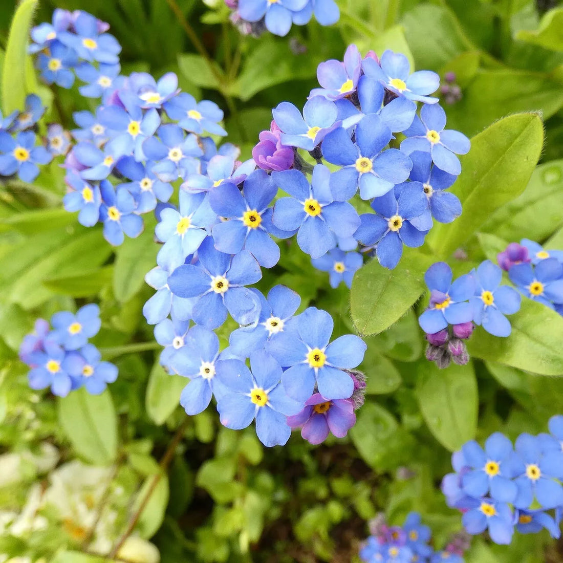 Blue Myosotis flower seeds