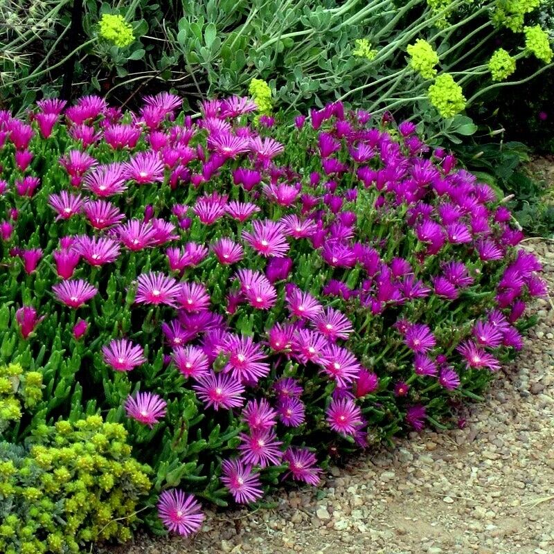 Purple Delosperma flower seeds