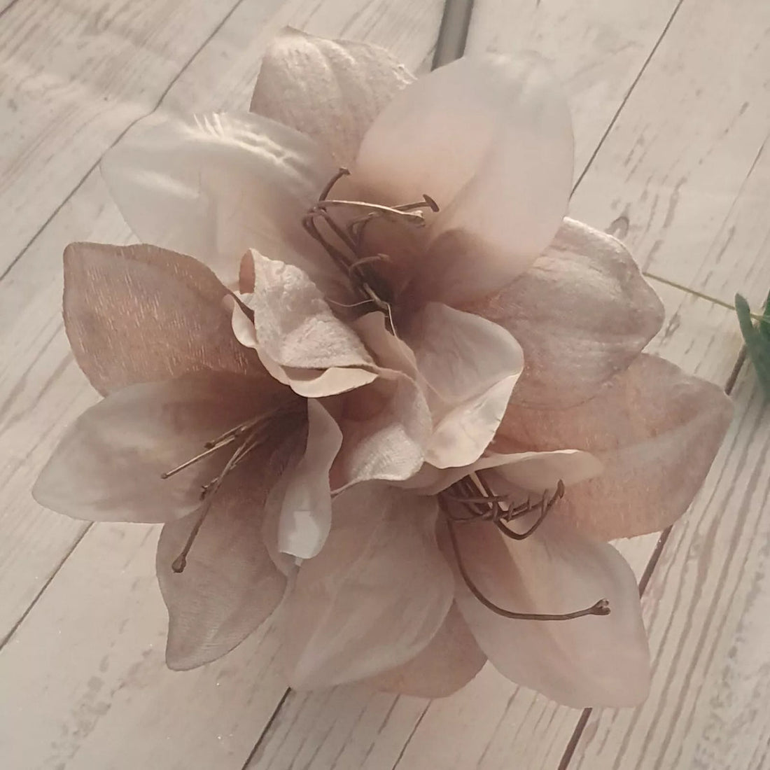 Ash Amaryllis flower seeds