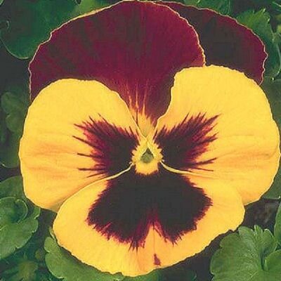 Red Yellow Pansy plant