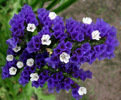 Limonium Sinuatum flower seeds