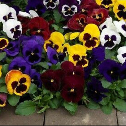 Riesen Mix Pansy plant