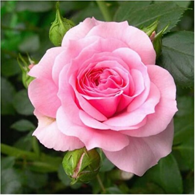 Pink Home flower seeds